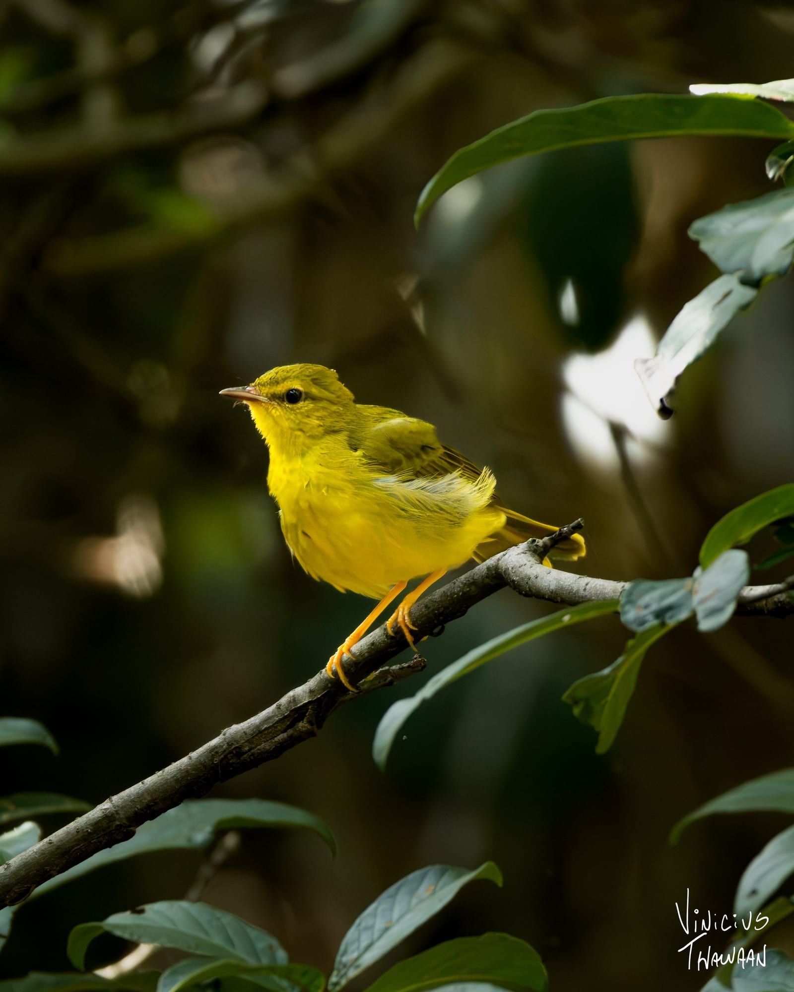 Beija-flor pousado em galho na Mata Atlântica da Pipa