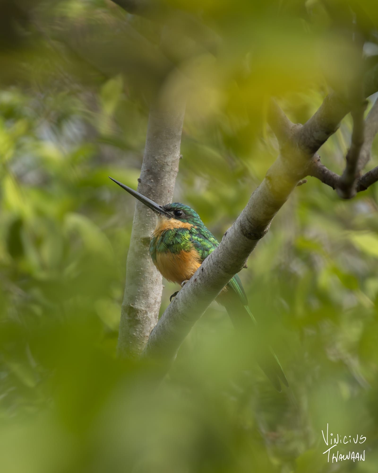 Beija-flor na Mata Atlântica da Pipa