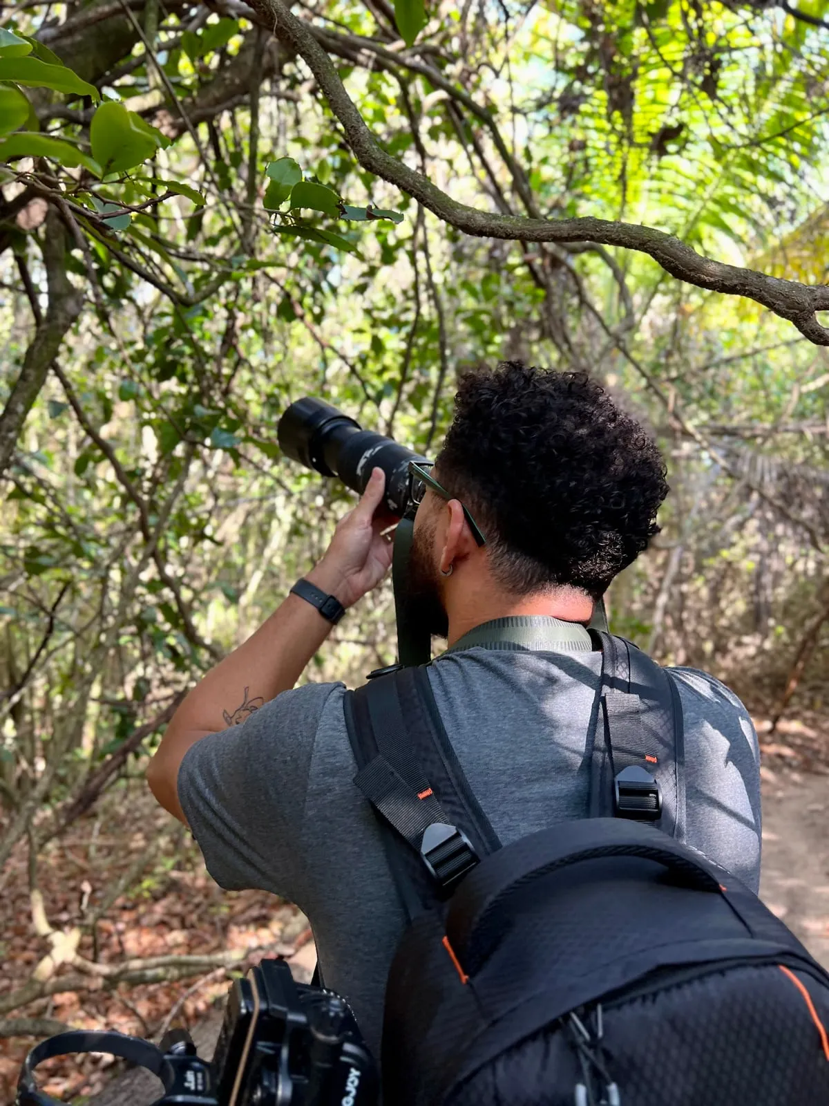 Observação e registro de aves em campo nas trilhas de Pipa, com teleobjetiva voltada para a copa da mata