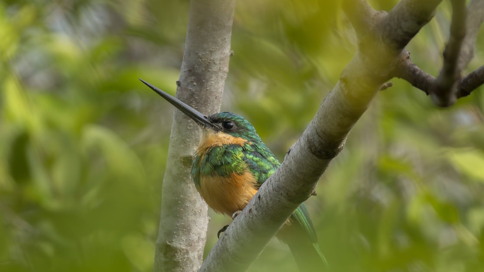 Ariramba-de-cauda-ruiva (Rufous-tailed Jacamar), de plumagem verde metálica e ventre cor de ferrugem, pousada em um galho na mata de Pipa