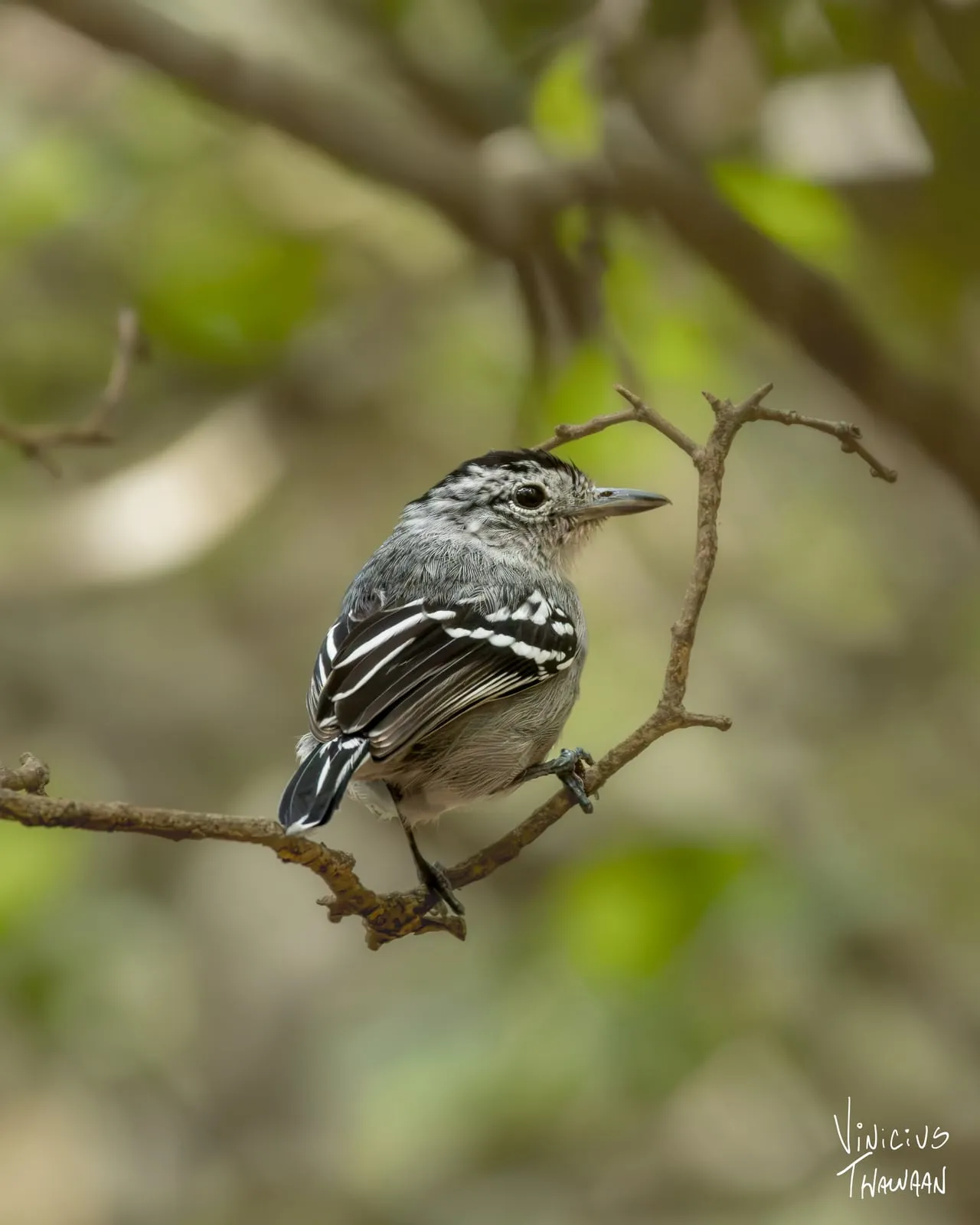 Ave da Mata Atlântica do litoral potiguar, do grupo dos papa-formigas, de plumagem riscada em preto e branco, pousada em um galho fino nas trilhas de Pipa