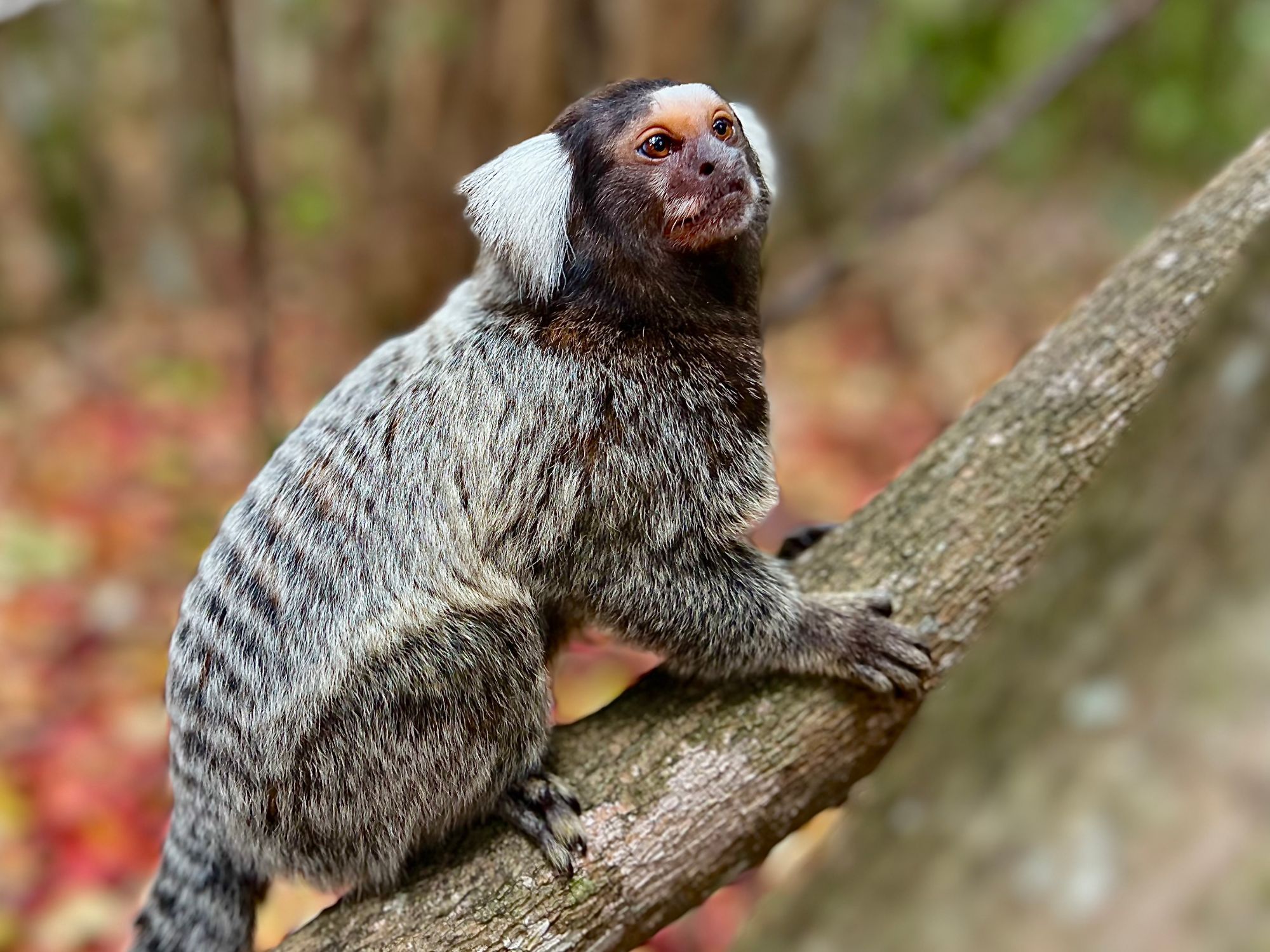 Sagui-de-tufos-brancos agarrado a um galho na Mata Atlântica do Santuário Ecológico da Pipa